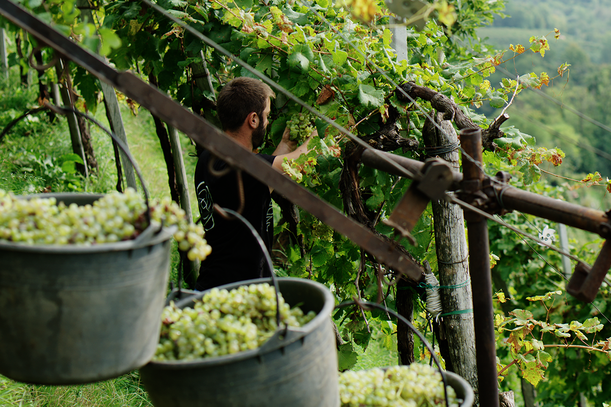 Heroes of viticulture