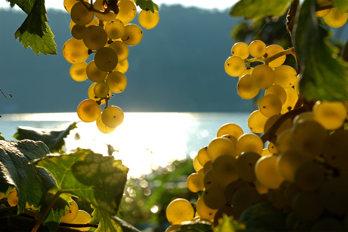 mel wine 2